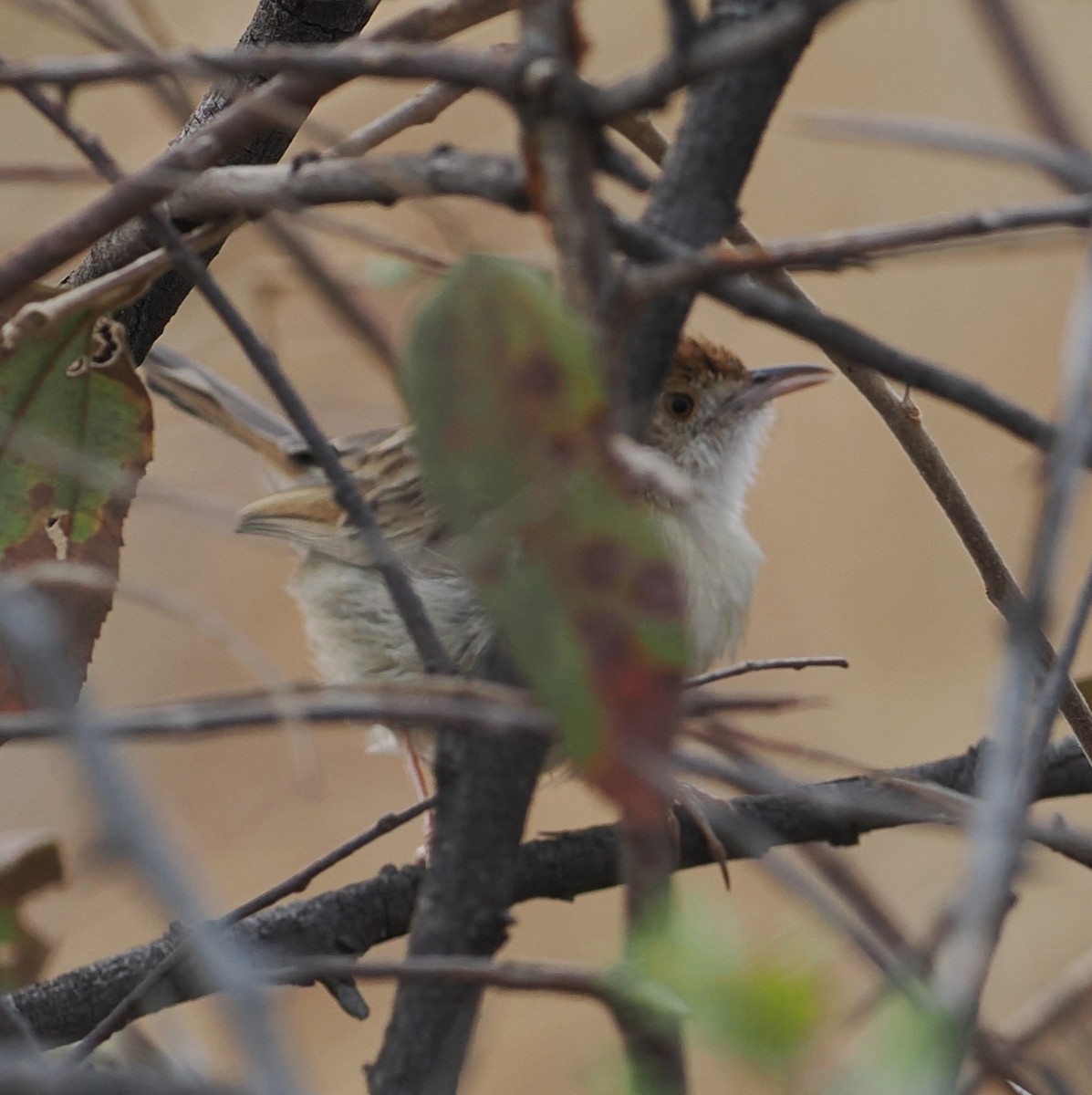 Rattling Cisticola - ML642758406