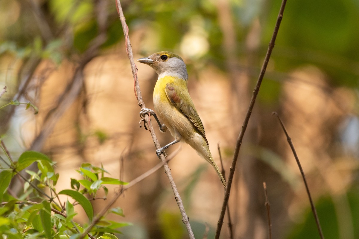 Green-backed Becard (Green-backed) - ML642758417