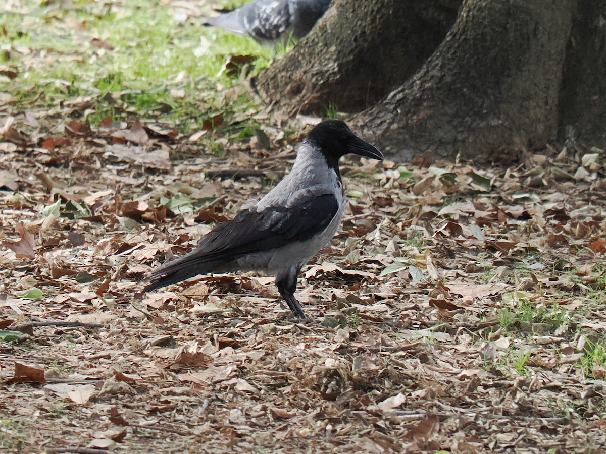 Hooded Crow - ML642758422
