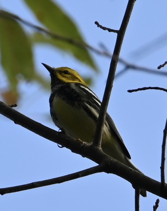 Black-throated Green Warbler - ML642758425