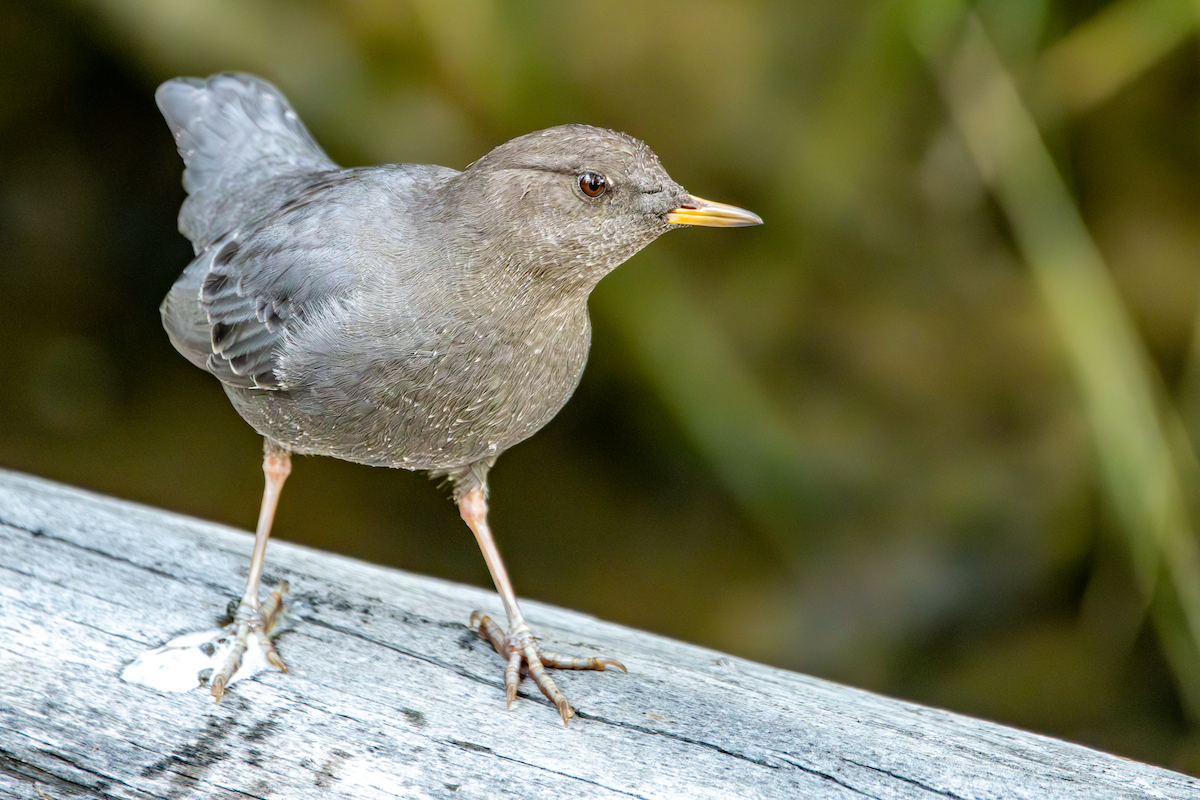 American Dipper - ML642758428