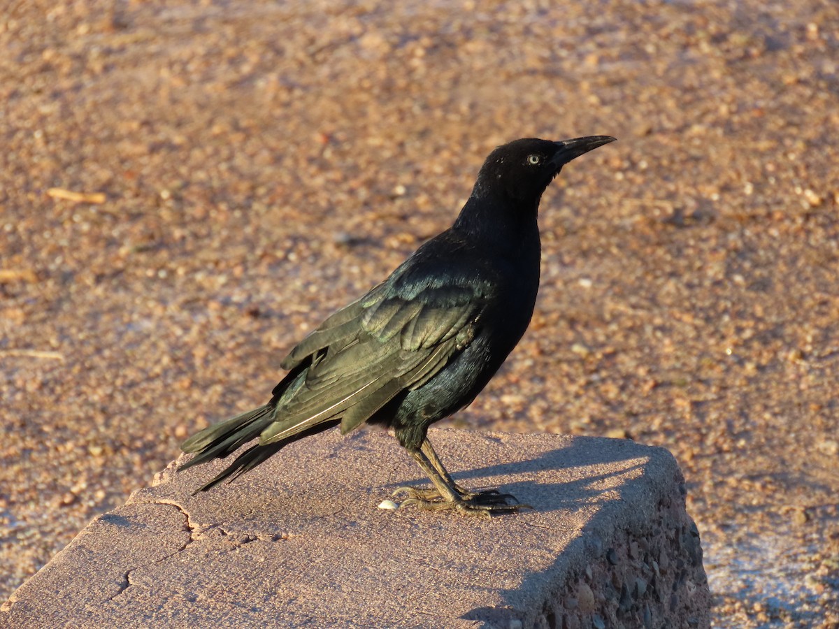 Great-tailed Grackle - ML642758443