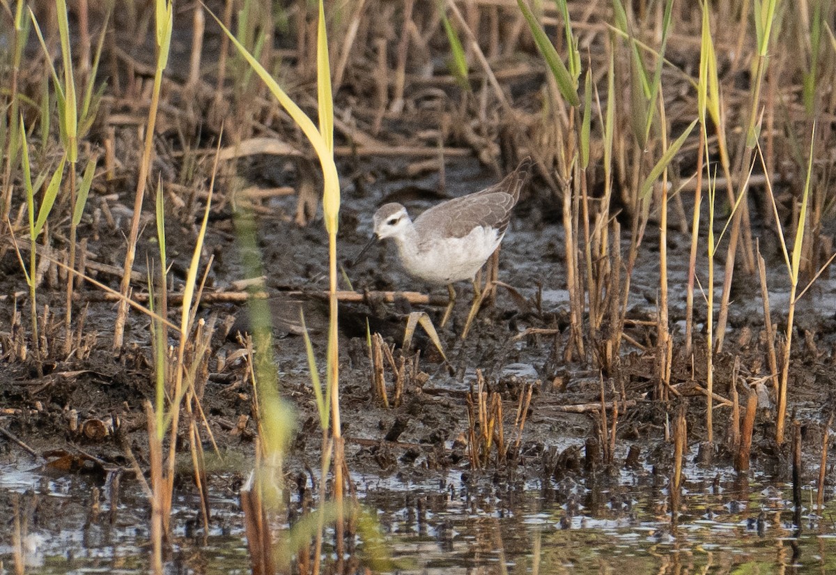 Wilson's Phalarope - ML642758450