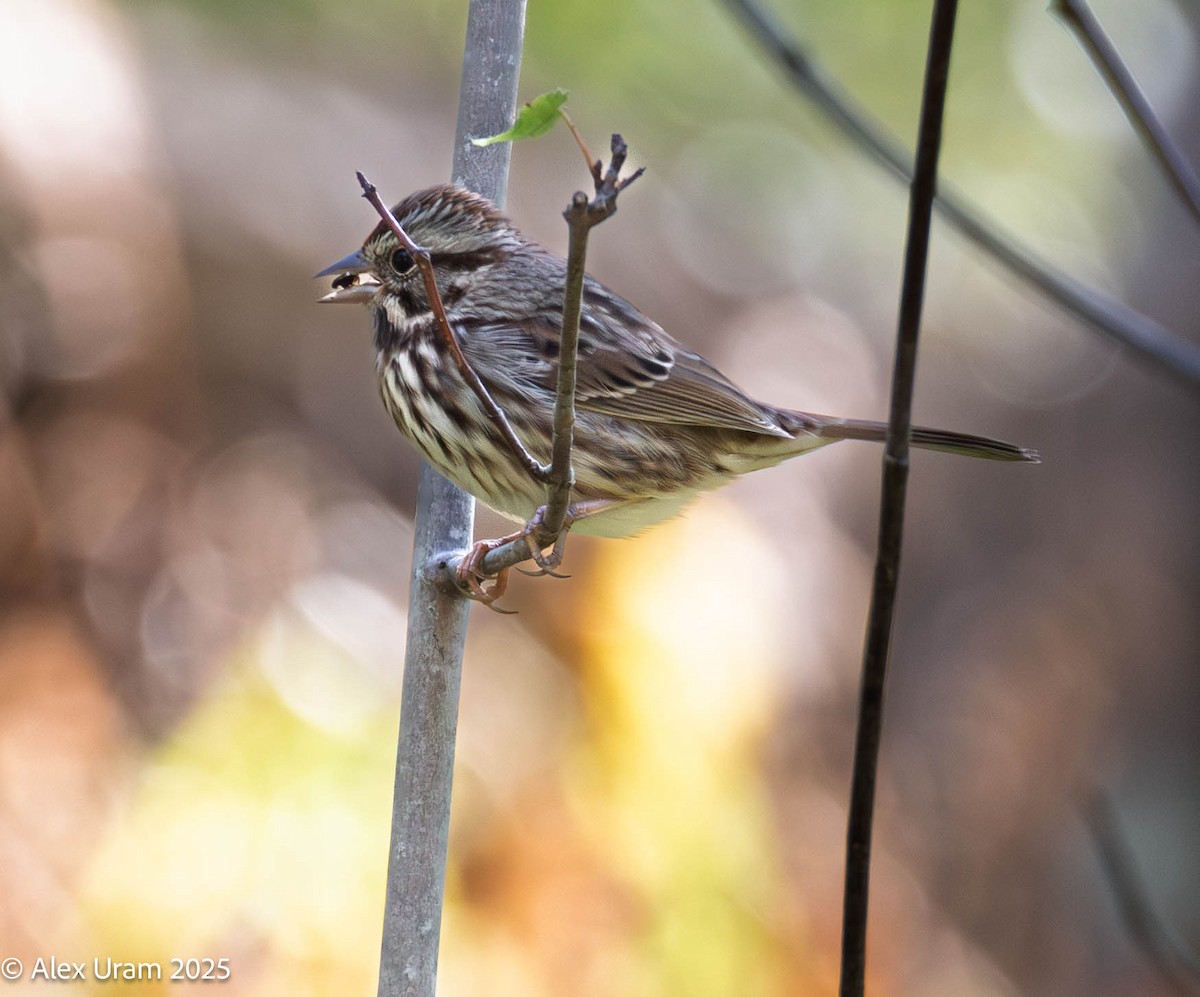 Song Sparrow - ML642758461