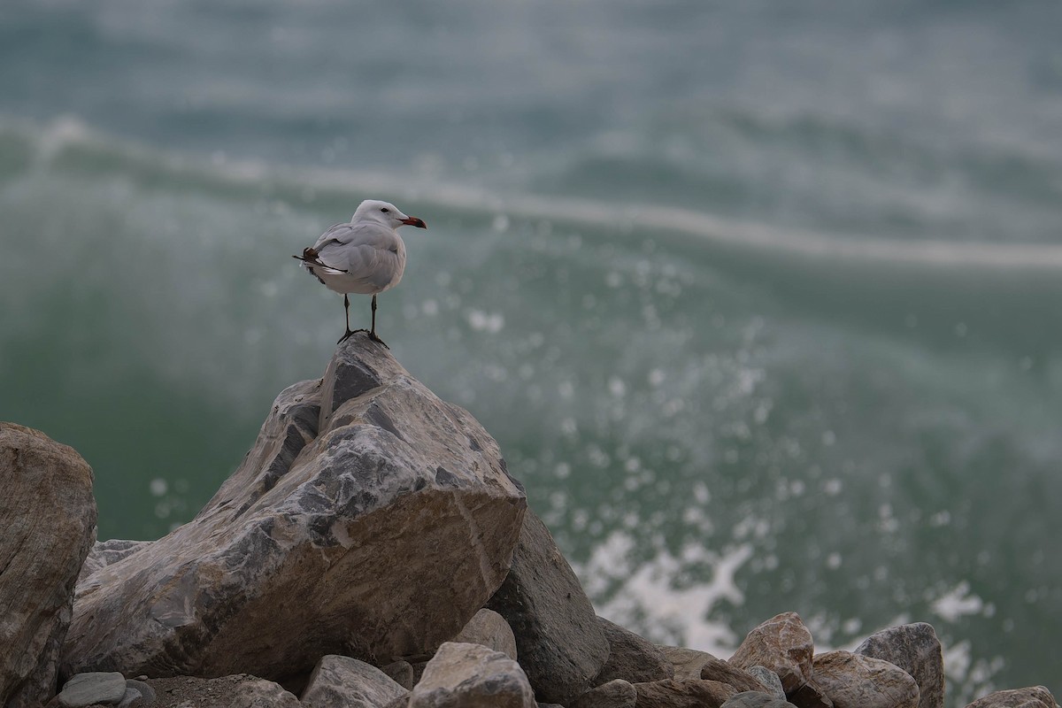 Audouin's Gull - ML642758463