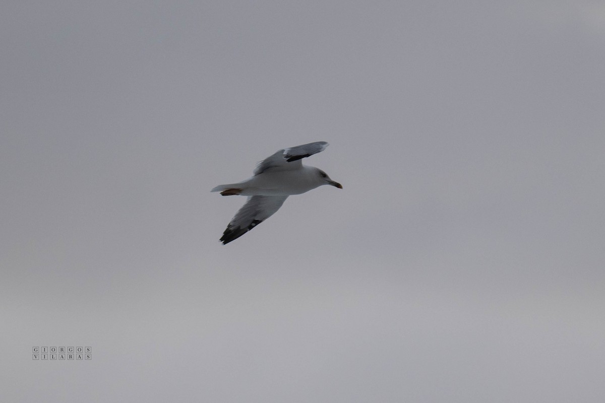 Yellow-legged Gull - ML642758479