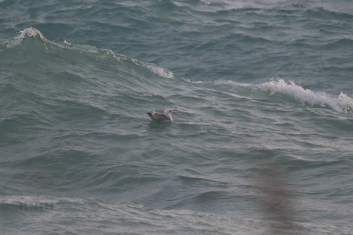 Yellow-legged Gull - ML642758480