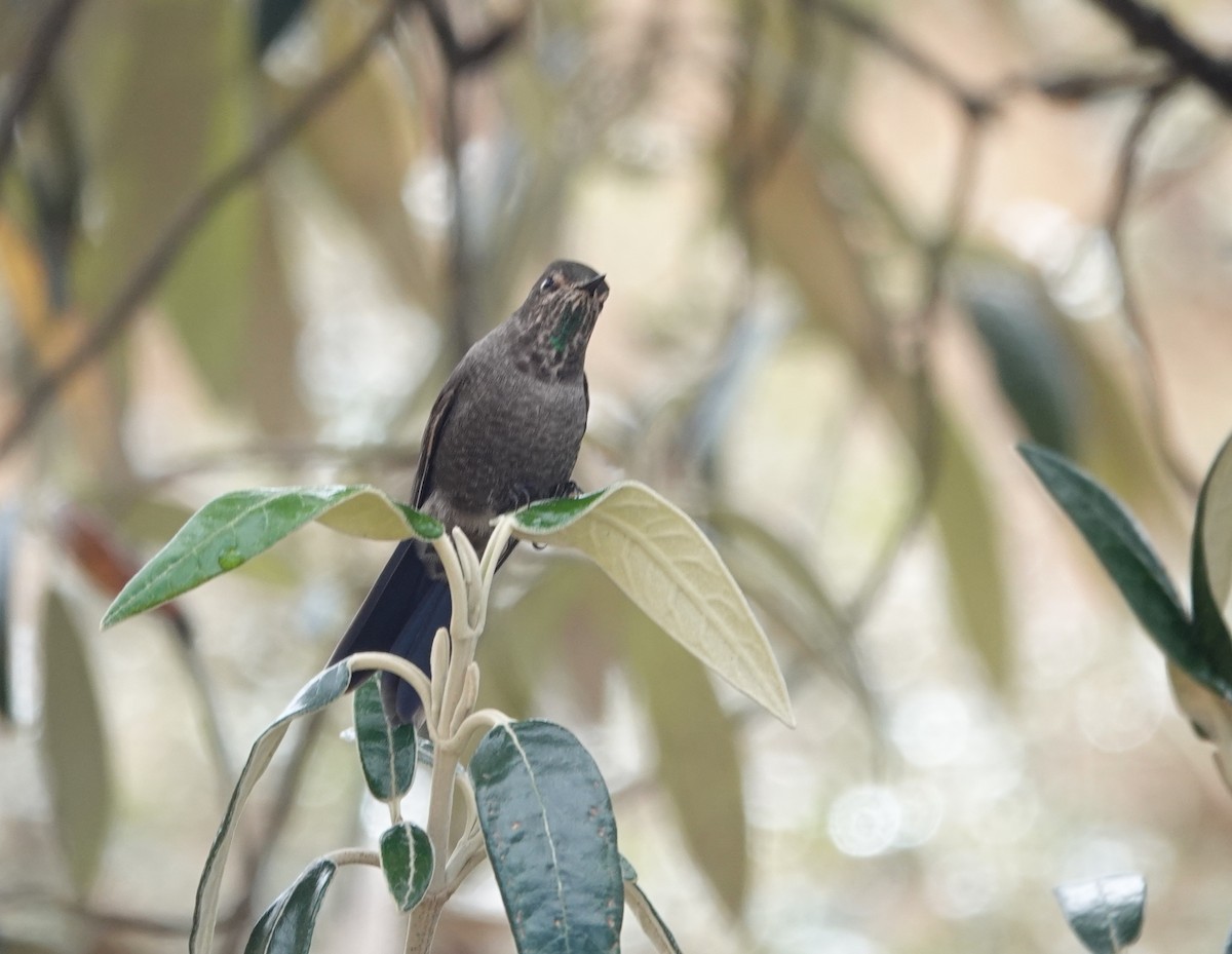 Black Metaltail - ML642758486