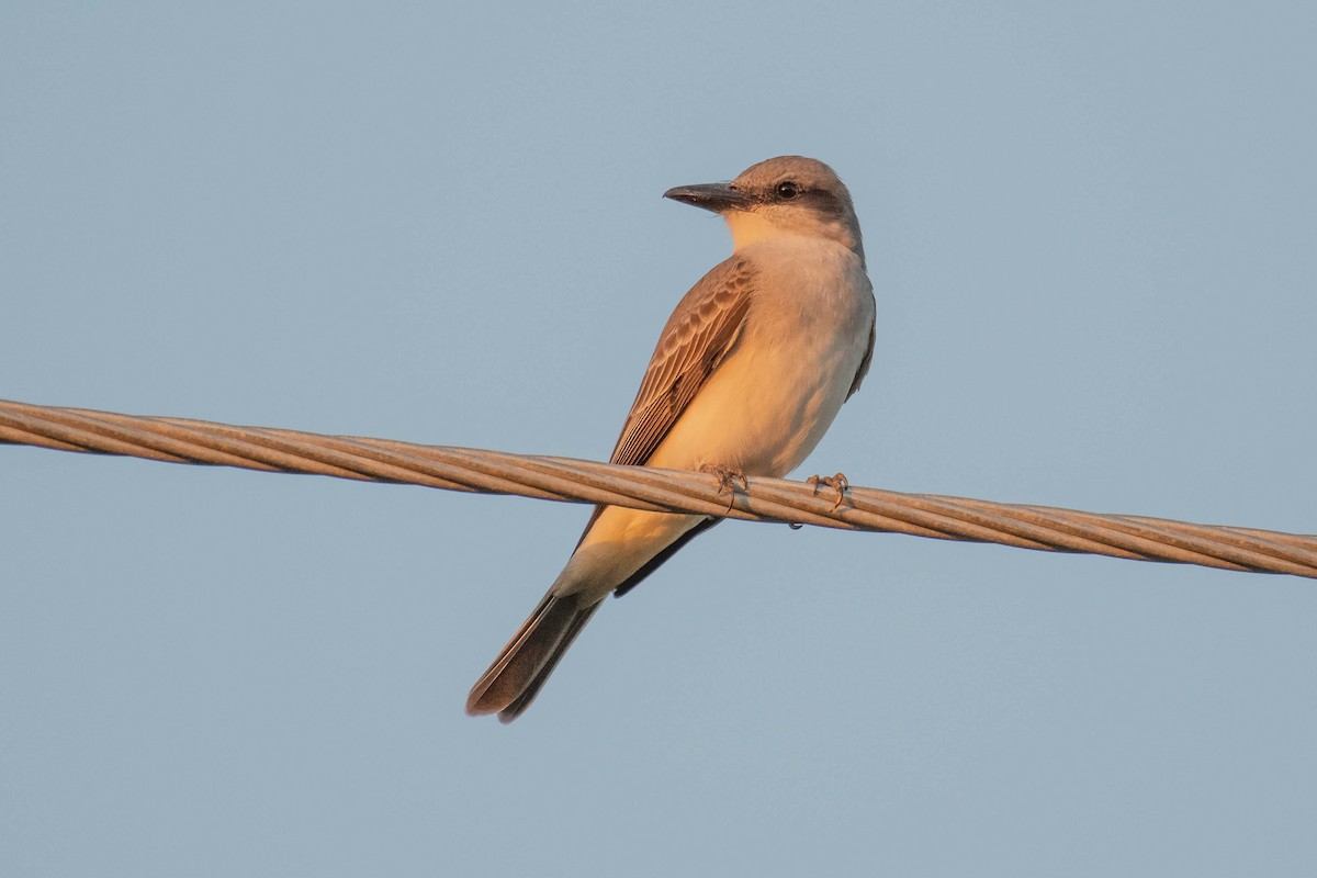 Gray Kingbird - ML642758504