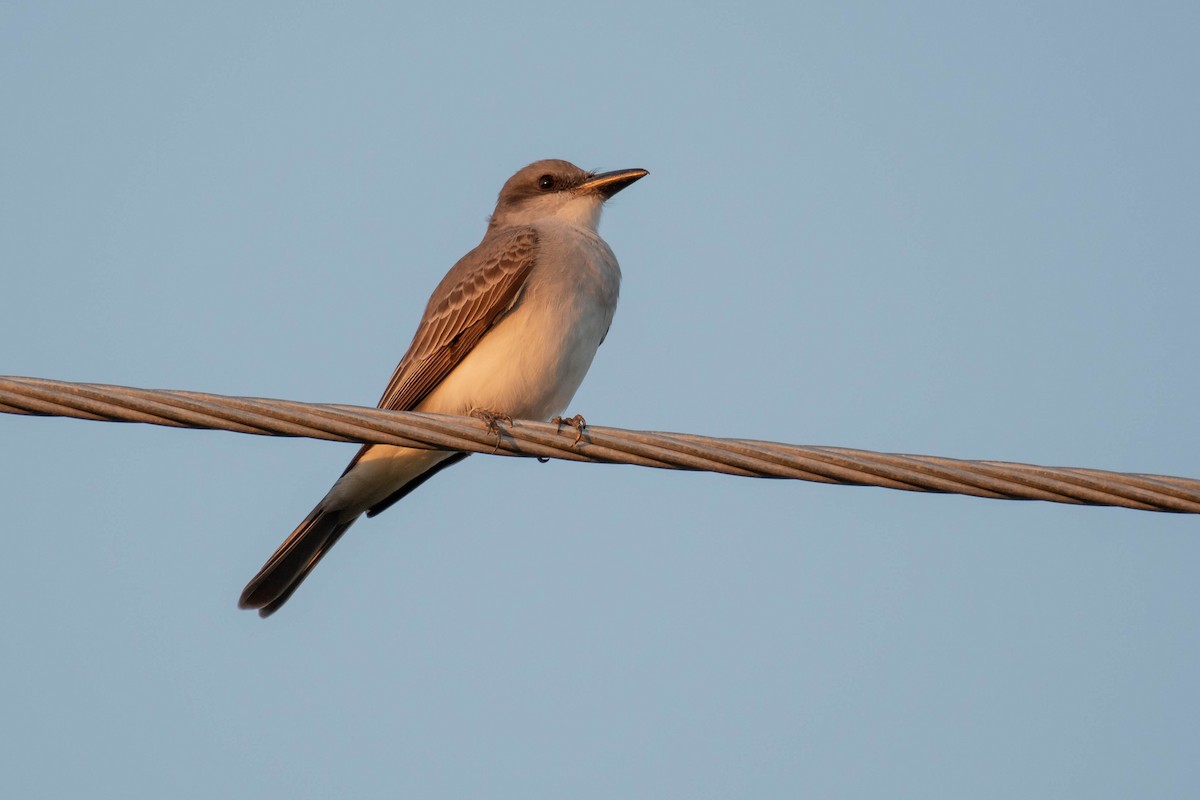 Gray Kingbird - ML642758505