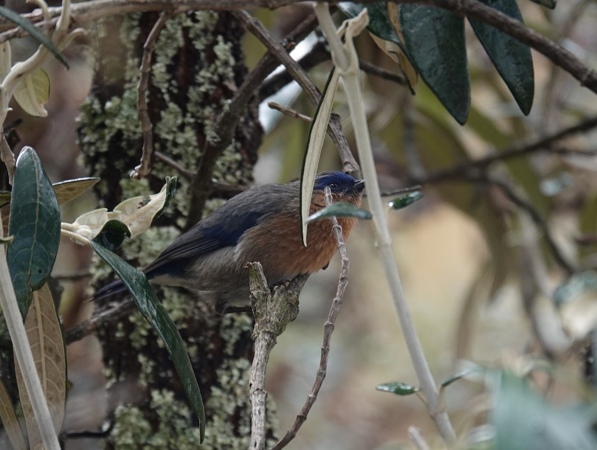 Tit-like Dacnis - ML642758522