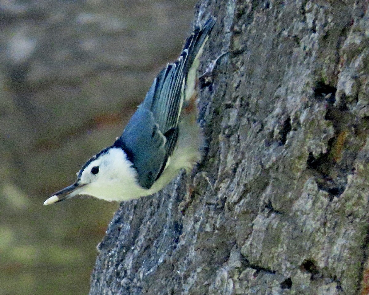 White-breasted Nuthatch - ML642758529