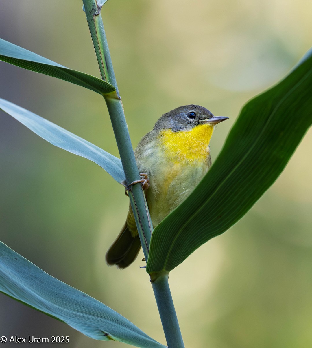 Common Yellowthroat - ML642758535
