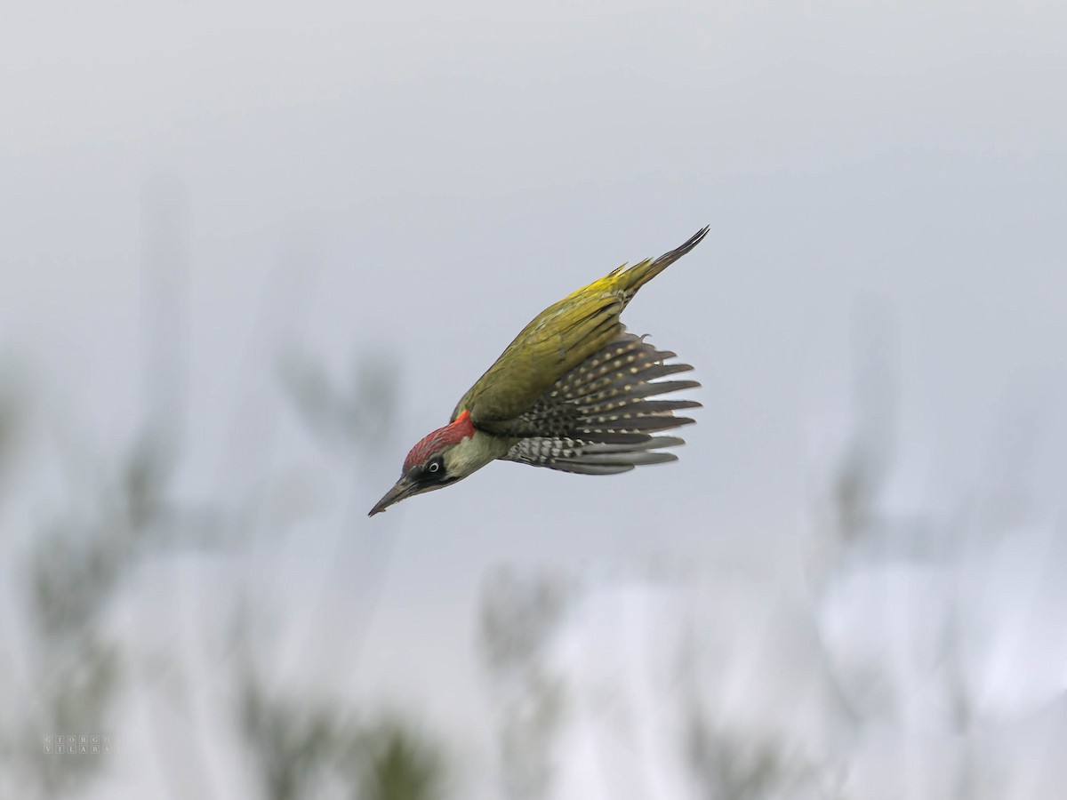 Eurasian Green Woodpecker - ML642758554