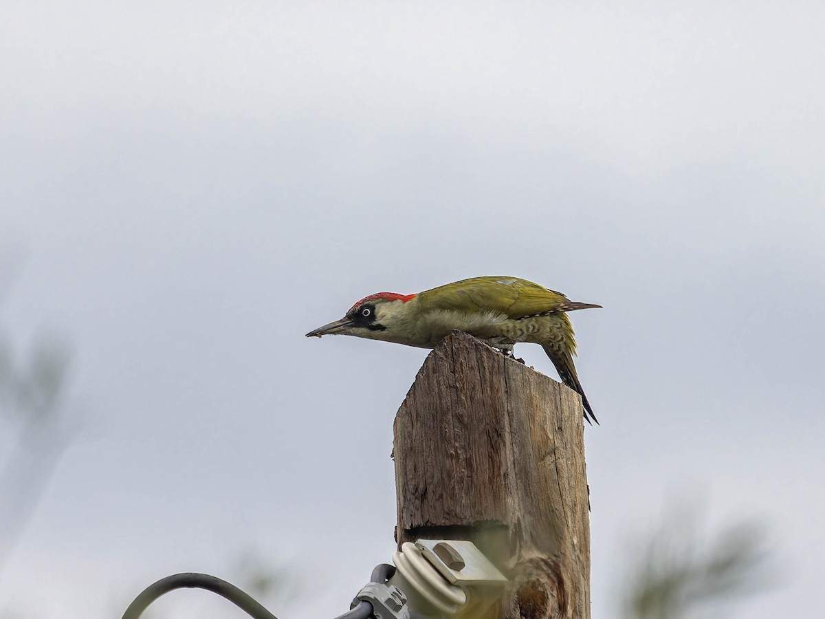 Eurasian Green Woodpecker - ML642758555