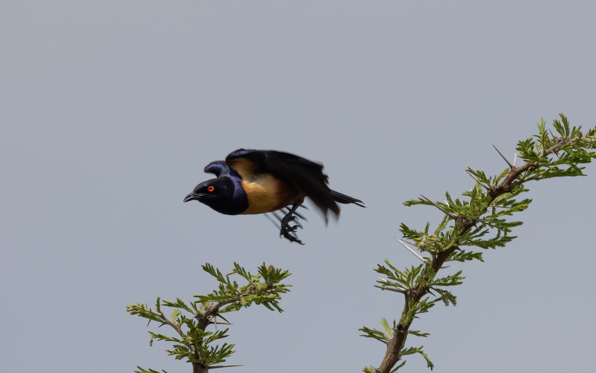Hildebrandt's Starling - ML642758564