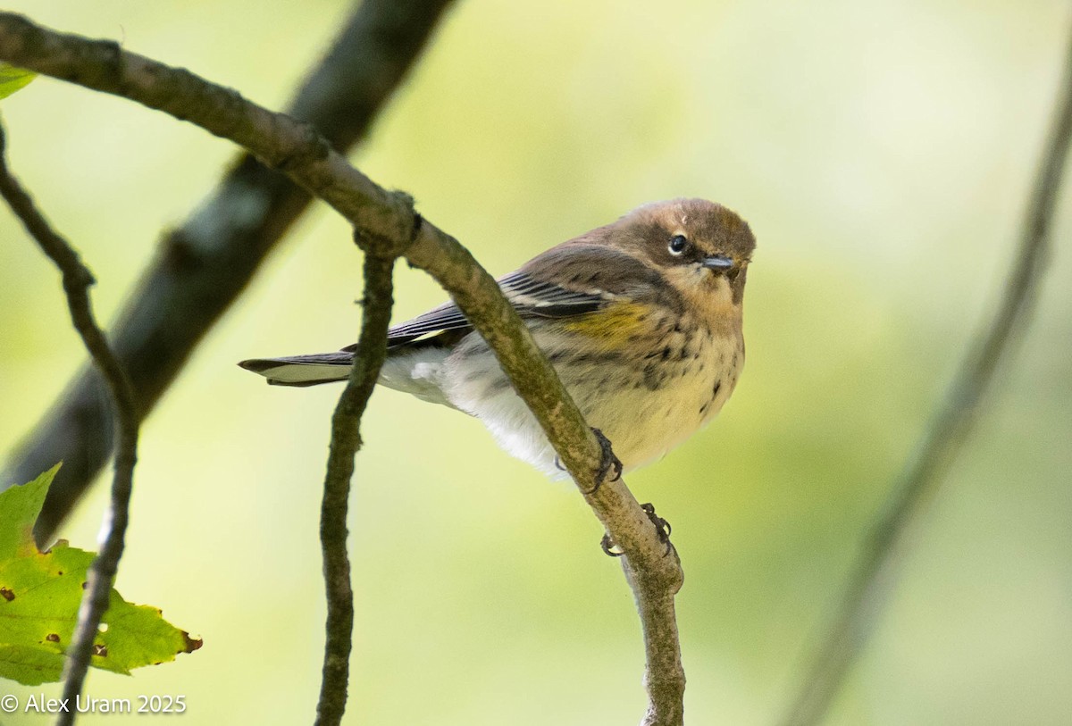 Yellow-rumped Warbler - ML642758569