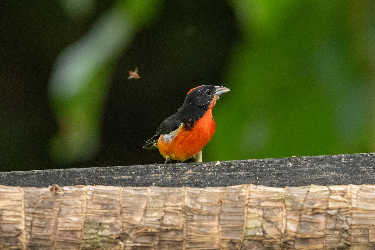 Crimson-breasted Finch - ML642758592