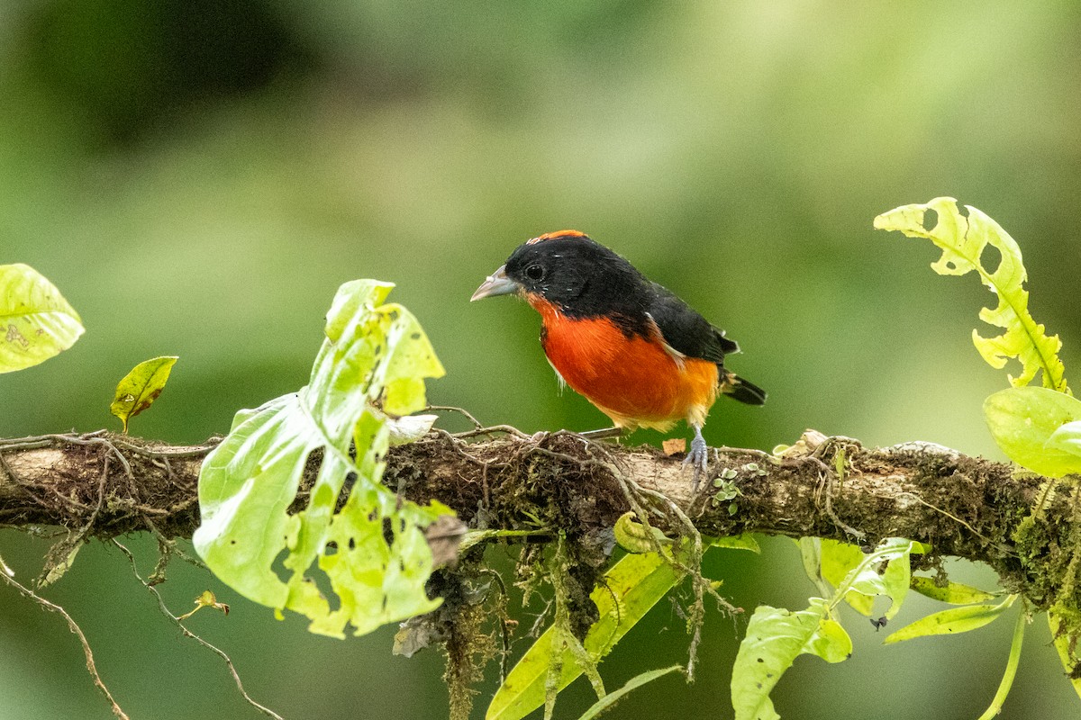 Crimson-breasted Finch - ML642758593