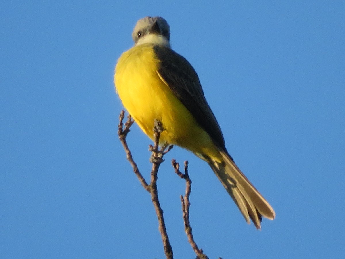 Couch's Kingbird - Paul Sellin