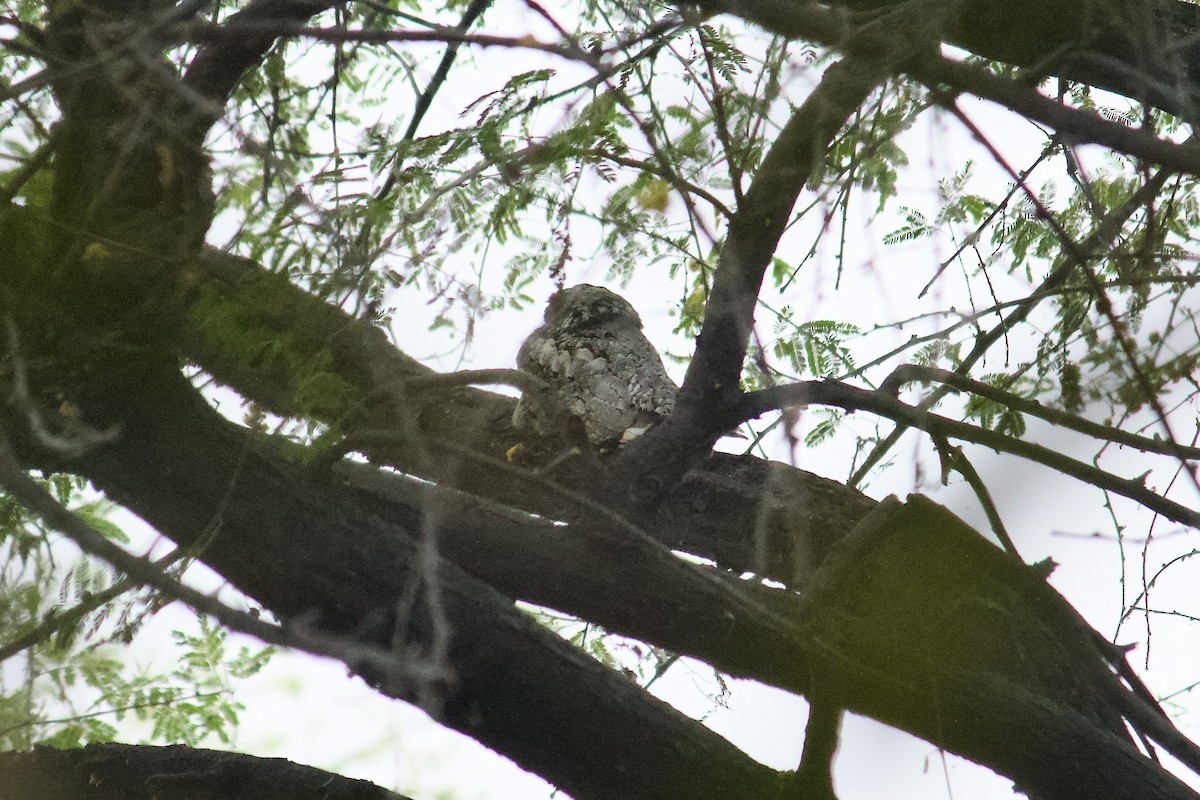 Jungle Nightjar - ML642758612