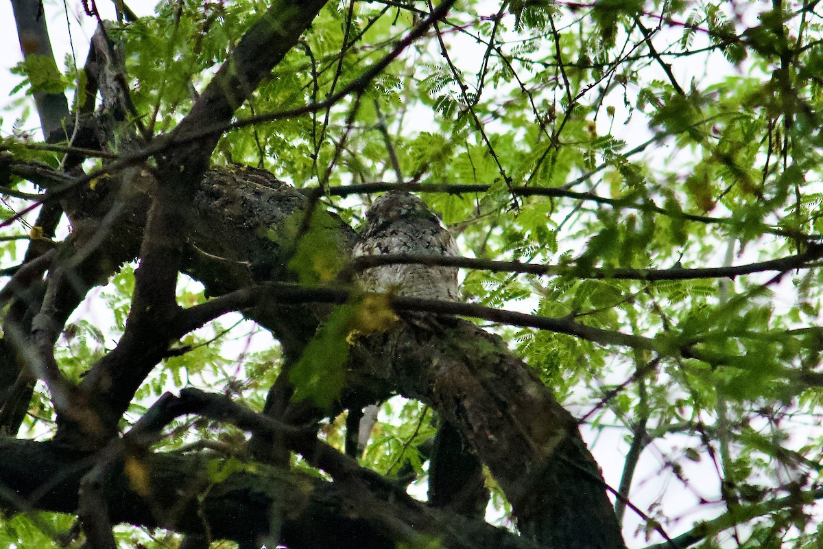 Jungle Nightjar - ML642758613