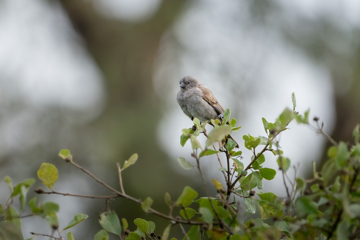 Swahili Sparrow - ML642758622