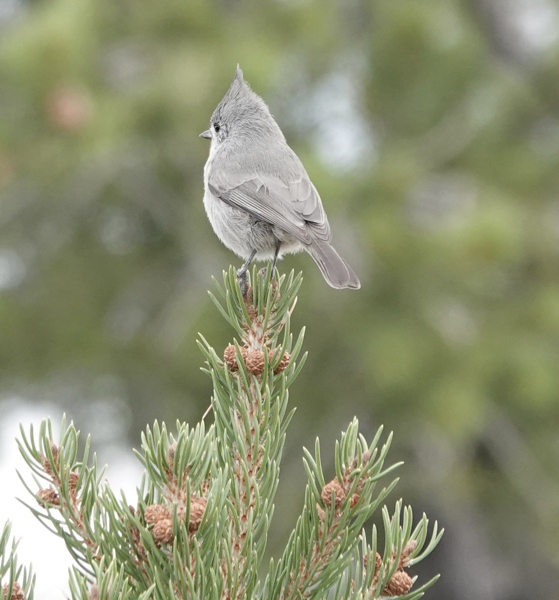 Juniper Titmouse - ML642758665