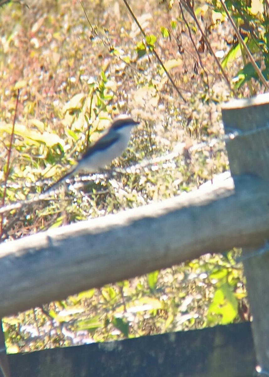 Loggerhead Shrike - ML642758698