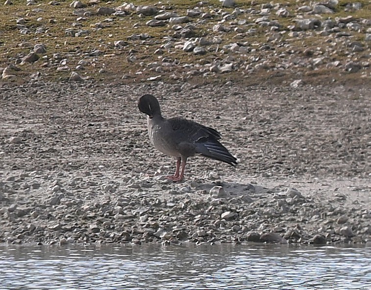 Pink-footed Goose - ML642758716
