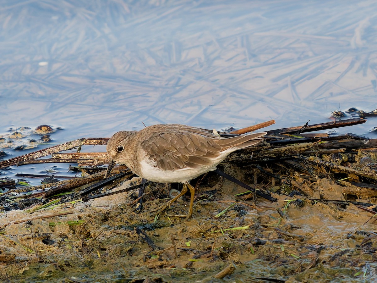 temmincksnipe - ML642758727