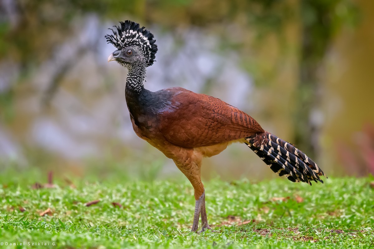 Great Curassow - ML642758734