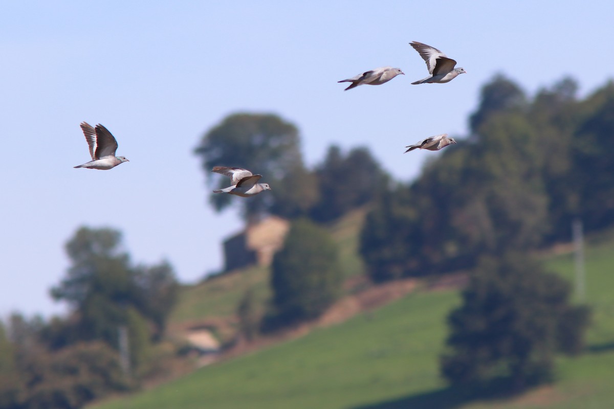 Stock Dove - ML642758742
