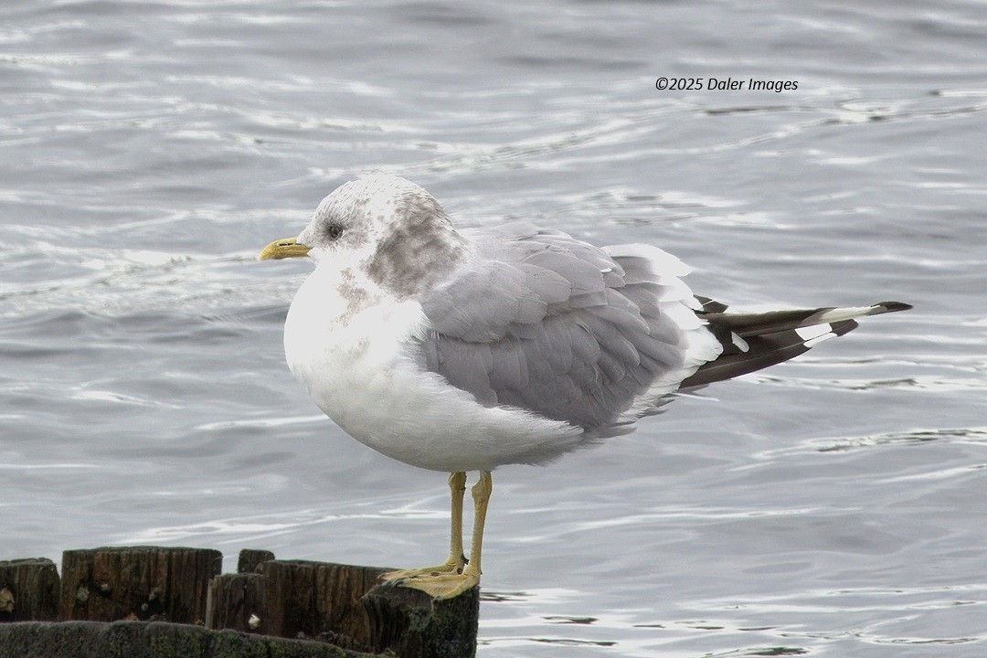 Short-billed Gull - ML642758753