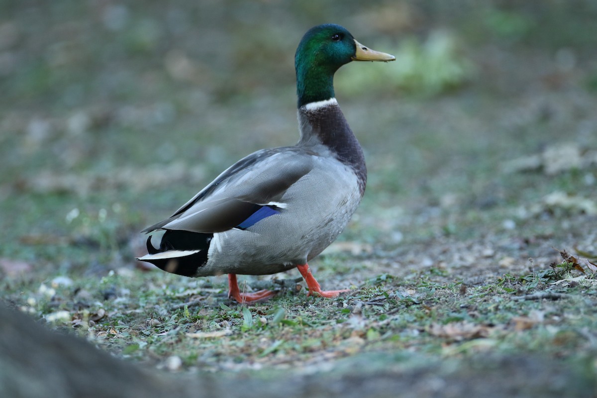 Mallard - ML642758755