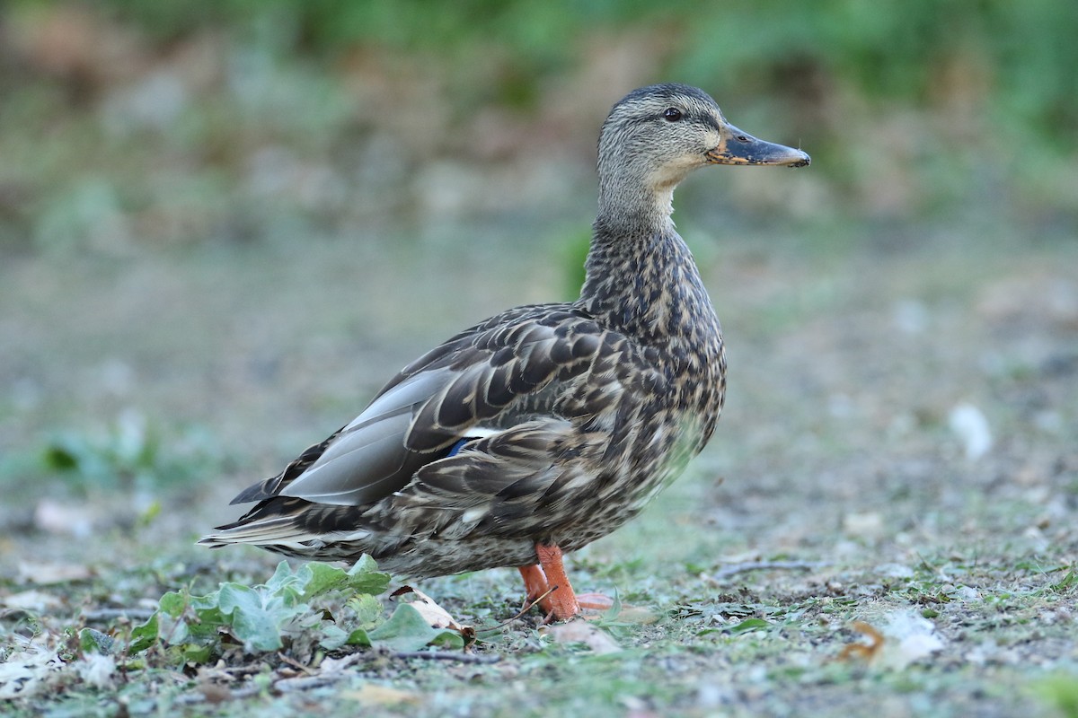 Mallard - ML642758758