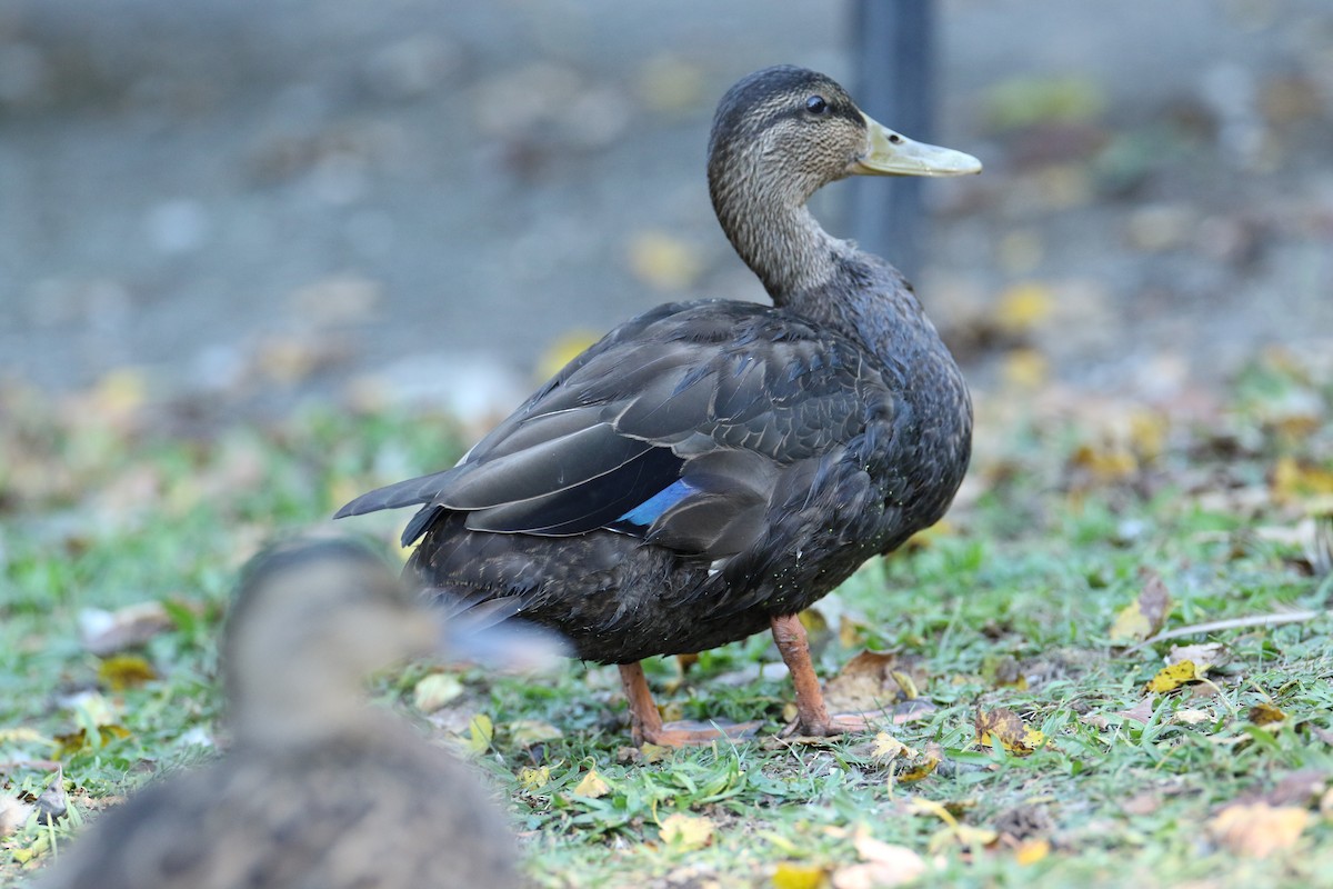 American Black Duck - ML642758763