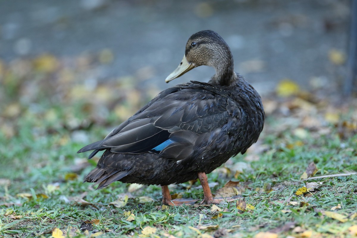 American Black Duck - ML642758769