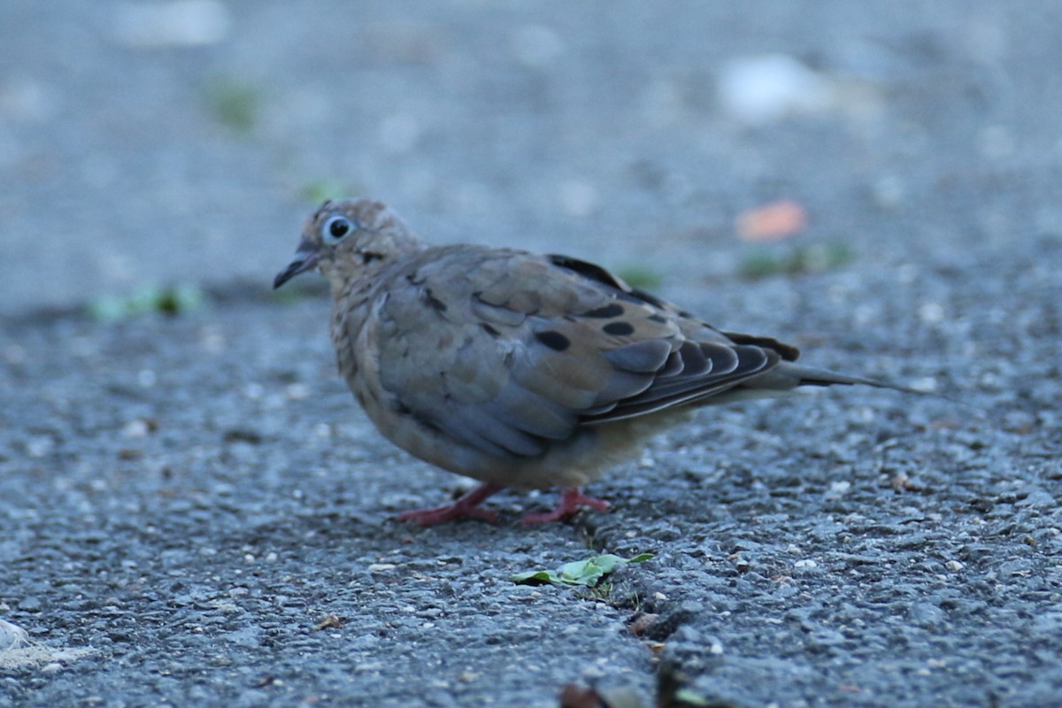 Mourning Dove - ML642758772