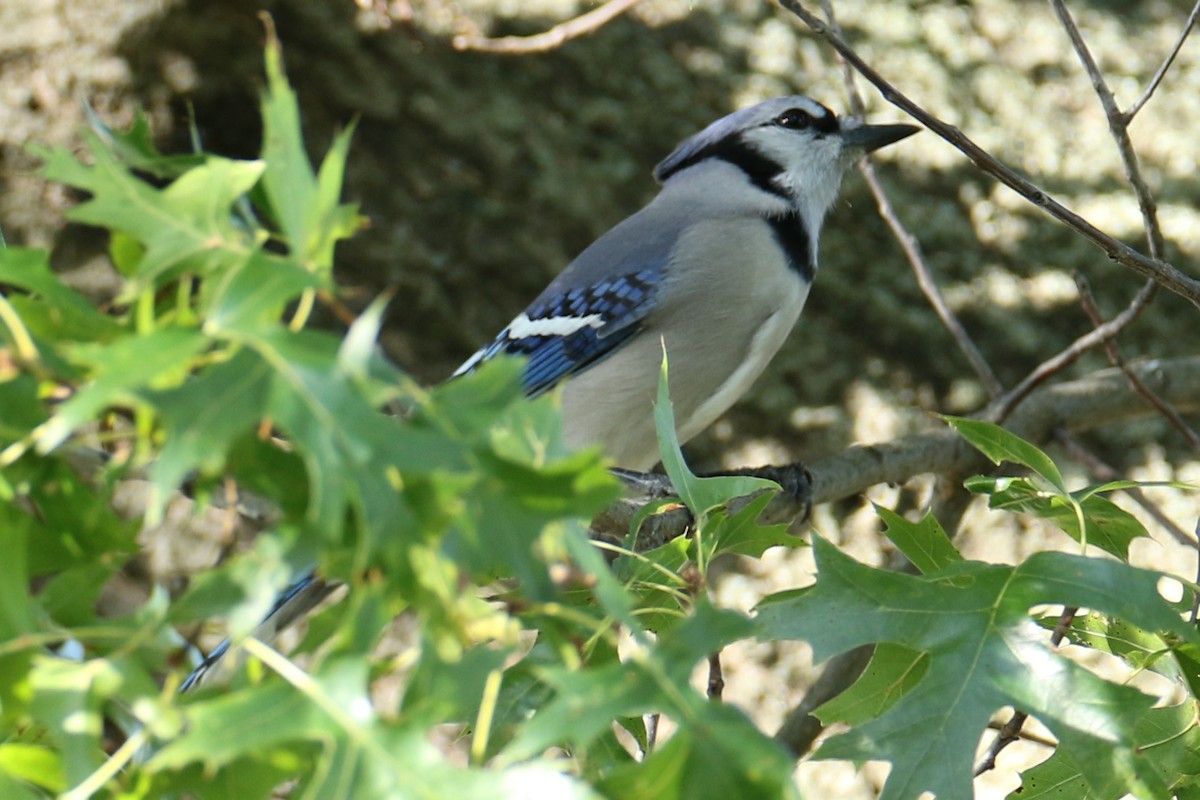 Blue Jay - ML642758778