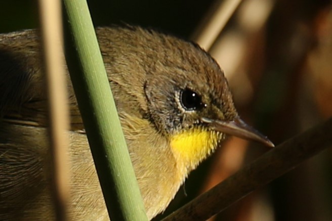 Common Yellowthroat - ML642758786