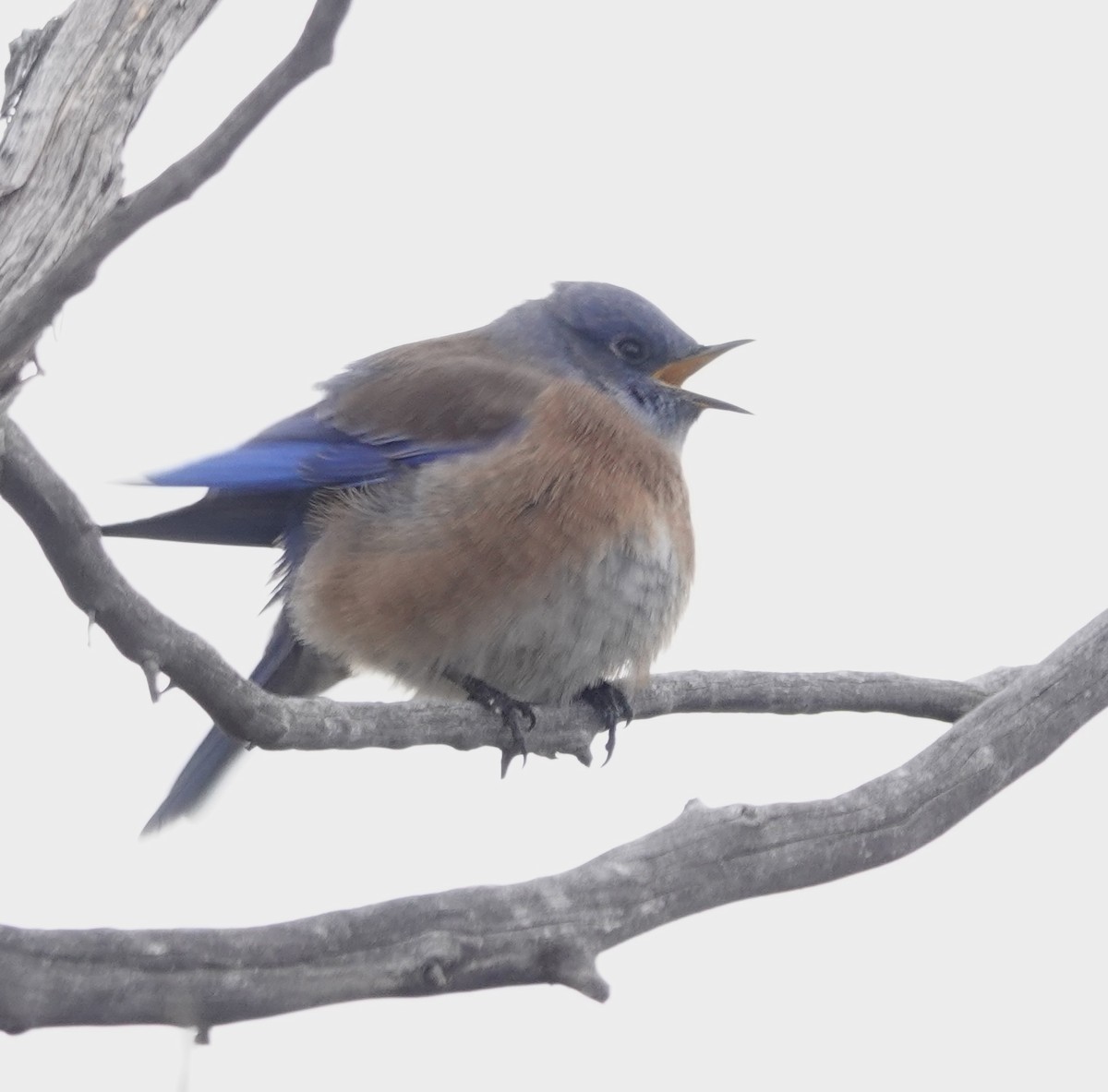 Western Bluebird - ML642758795