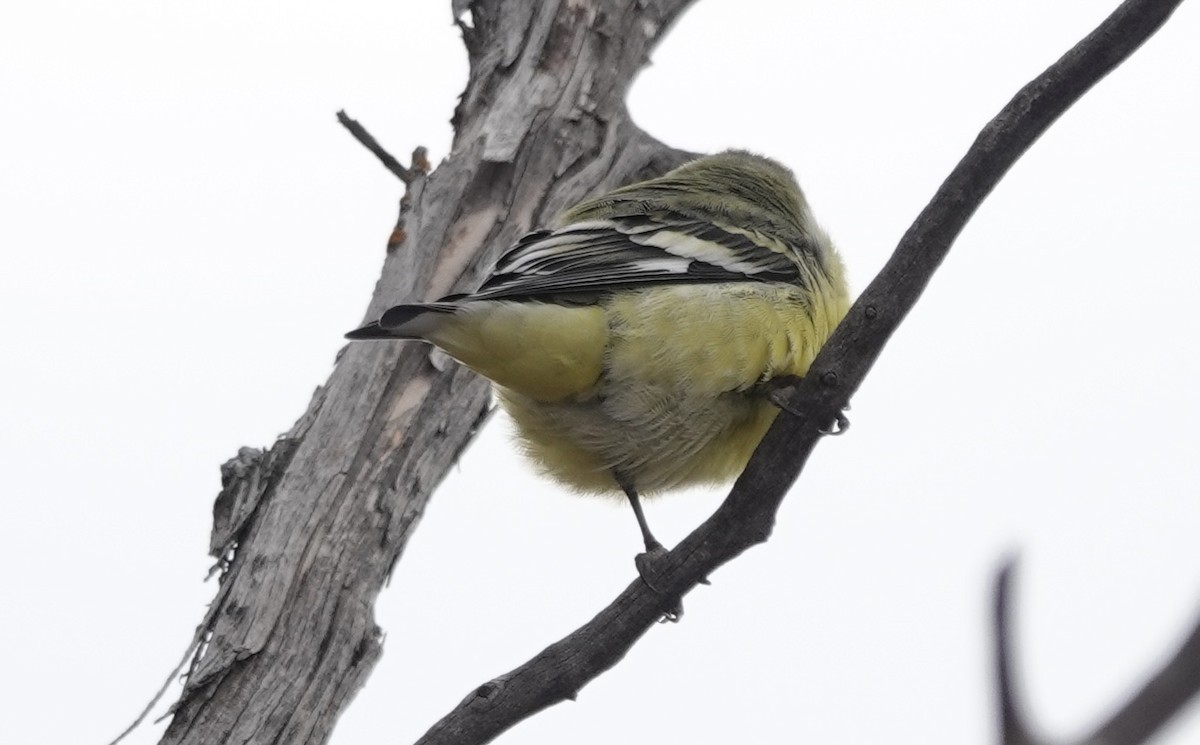 Lesser Goldfinch - ML642758801