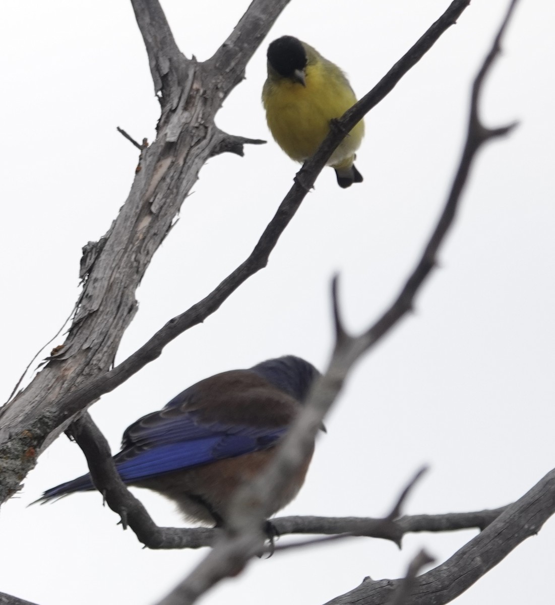 Lesser Goldfinch - ML642758802