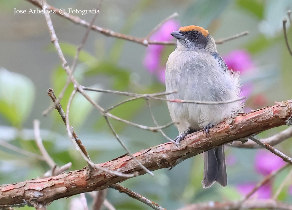 Scrub Tanager - ML642758807