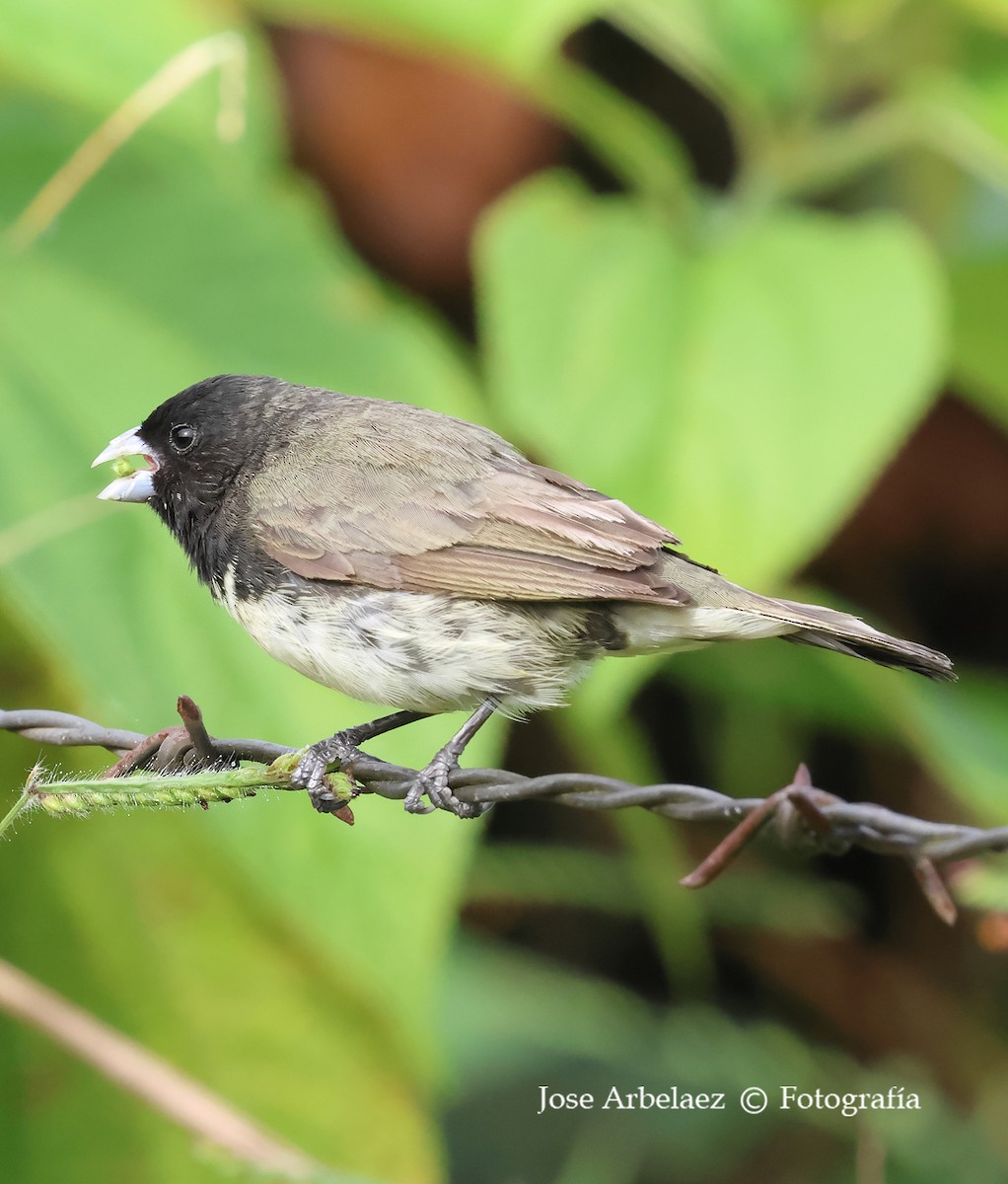 Yellow-bellied Seedeater - ML642758810