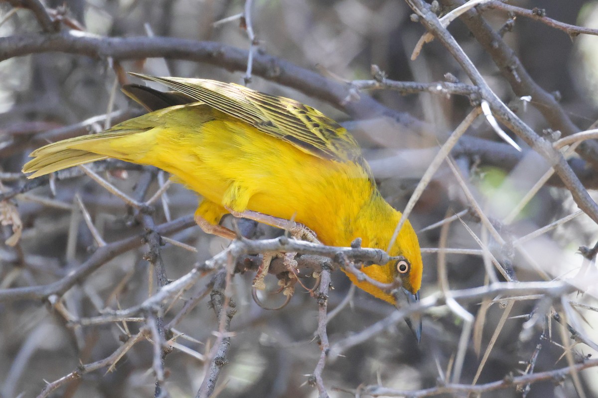 Cape Weaver - ML642758831