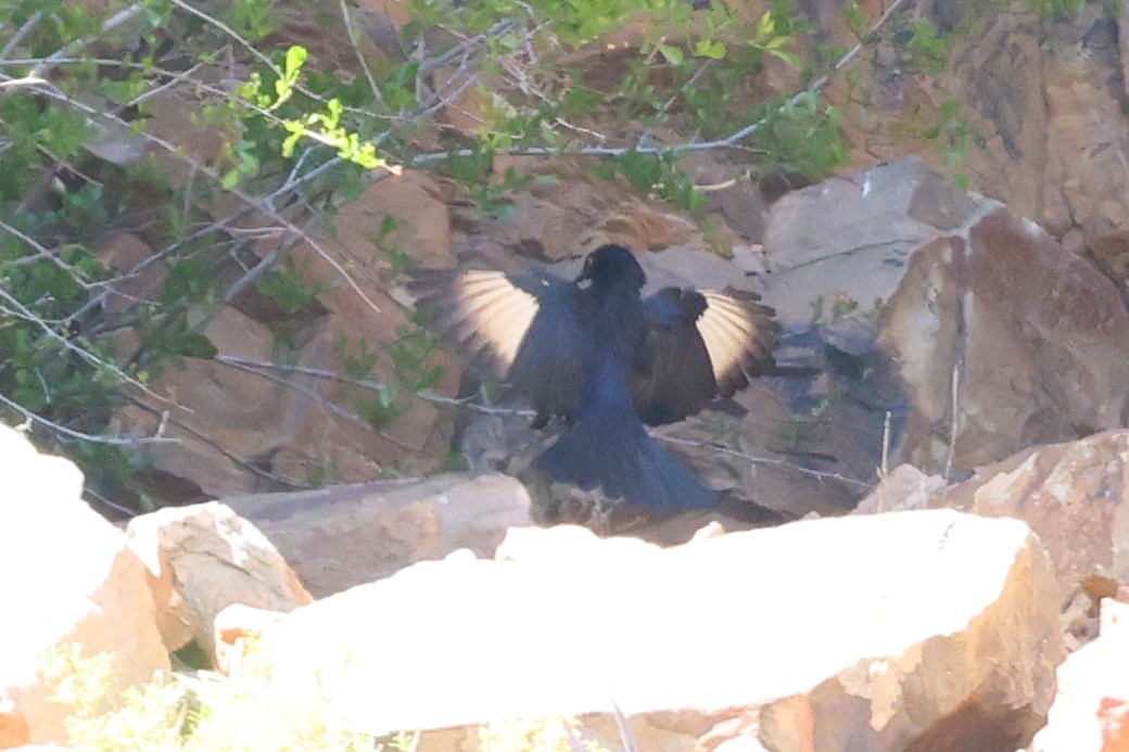 Pale-winged Starling - ML642758851