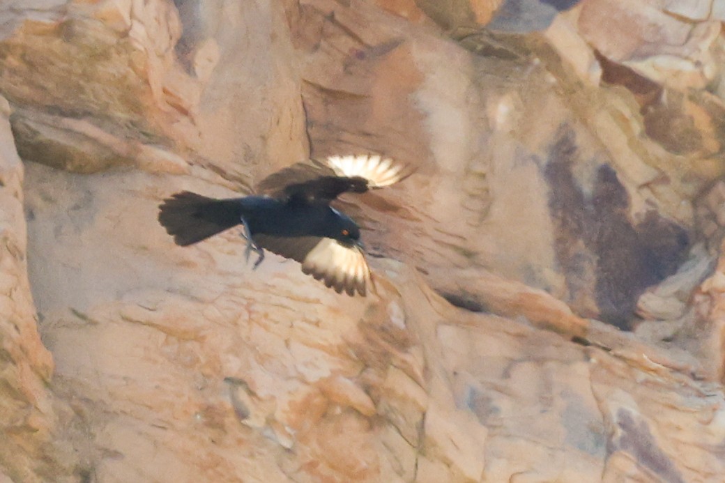Pale-winged Starling - ML642758853