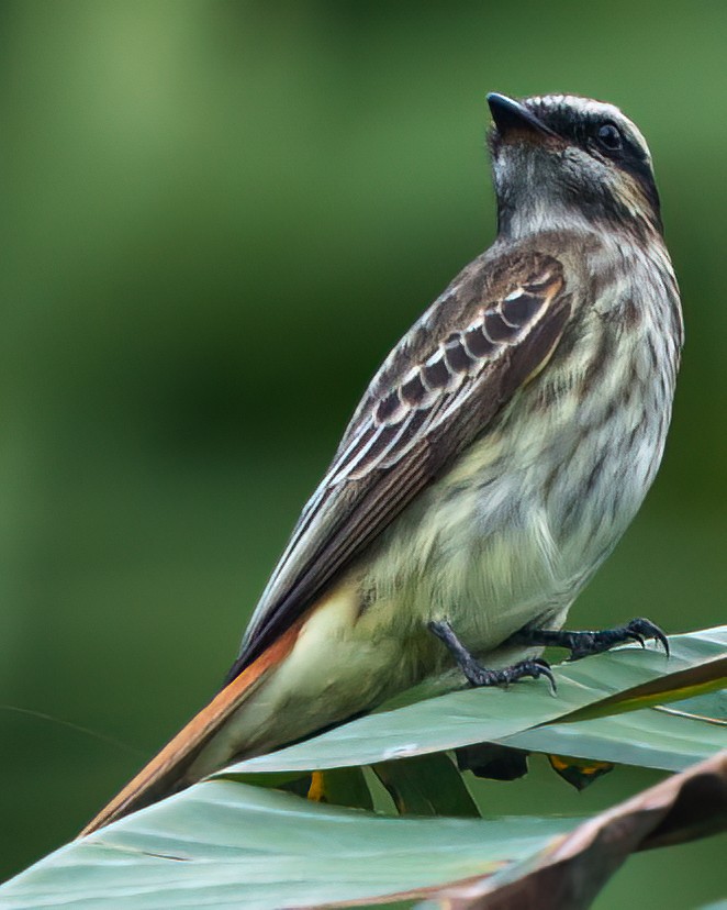 Variegated Flycatcher - ML642758857